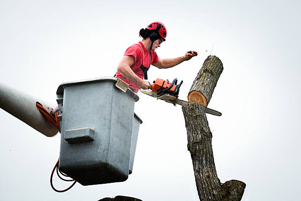 Best Hazardous Tree Removal  in Belfair, WA